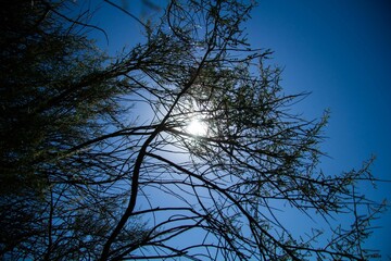 Palo verde tree branches between light and shadow in the Coloso Alto neighborhood 