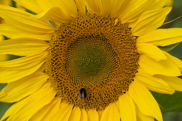 Sunflower field landscape. Sunflower background.