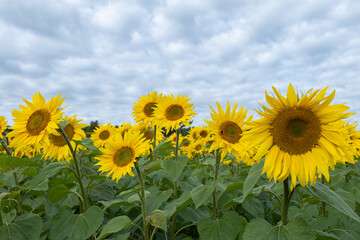 Sunflower field landscape. Sunflower background.