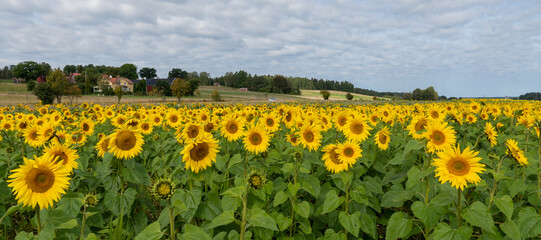 Sunflower field landscape. Sunflower background.