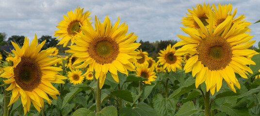 Sunflower field landscape. Sunflower background.
