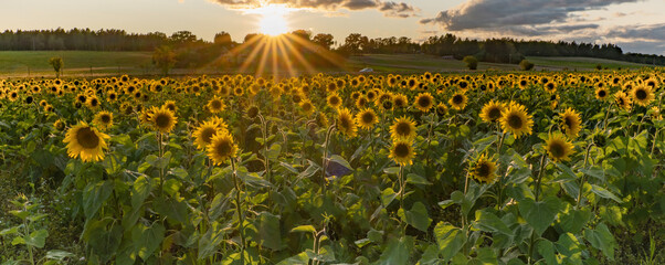 Sunflower field landscape. Sunflower background.