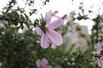 한국의꽃무궁화꽃입니다