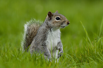 squirrel in the grass