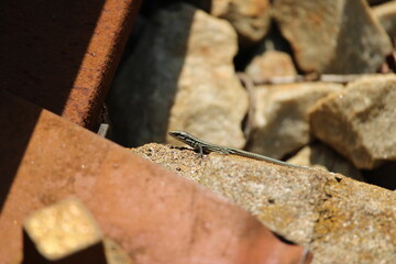 lézard