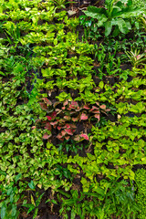Herb wall, plant wall, natural green wallpaper and background. nature wall.