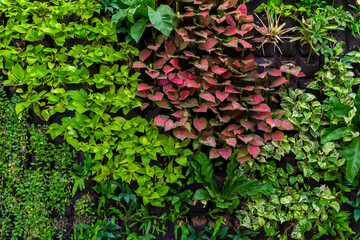 Herb wall, plant wall, natural green wallpaper and background. nature wall.