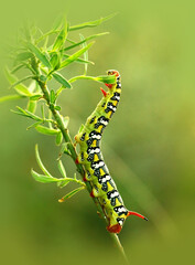 Caterpillar euphorbia hawk eating leaves