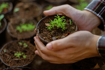 Gardening concept a farmer culling the green seedlings before removing them from pots to growing in the prepared soil plot