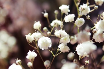 Delicate flowers