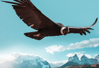 Condor in Torres
