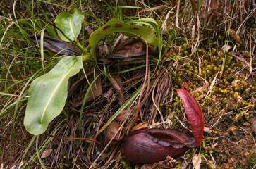 Carnivorous pitcher plant (Nepenthes rajah), Sabah, Borneo