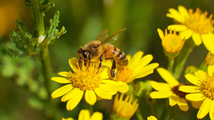 bee on yellow flower