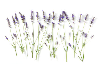 Lavender flowers, overhead flat lay shot on a white background. Lavandula blossoms