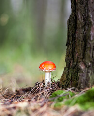 An inedible mushroom is a red fly agaric near a tree. Forest poisonous mushroom red fly agaric. Beautiful forest background with a red mushroom close-up.