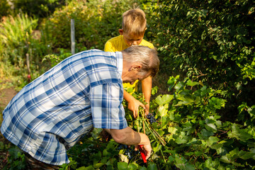 grandfather and grandson pick grapes in the garden