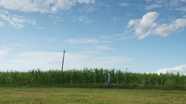 Farmer wearing straw hat walking near cornfield. Man going to corn rows side view. Harvest time concept. Agronomist checking vegetables plantation, examining crops. Landscape of countryside. 