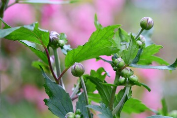 Fototapeta premium Autumn anemone buds as a close up