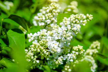 Inflorescence of a white lilac against a blue sky
