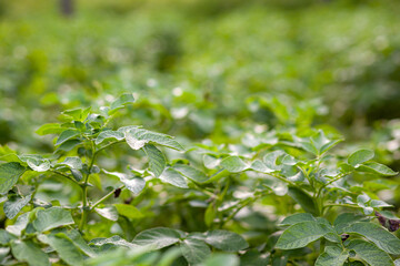 Rows of potatoes in the home garden. Preparation for harvesting. potato plants in rows on a kitchen garden farm springtime with sunshine. Green field of potato crops in a row. Growing of potato.