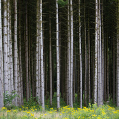 Fototapeta premium grey trunks of spruce trees and yellow summer flowers