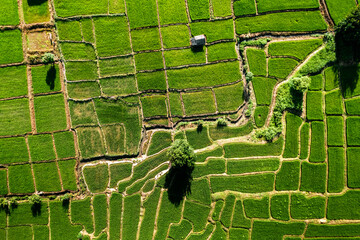 Rice field ,Aerial view of rice fields