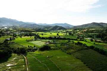 Obraz premium Rice field ,Aerial view of rice fields