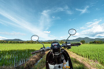 Rice field ,Aerial view of rice fields