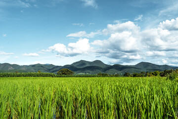 Fototapeta premium Rice field ,Aerial view of rice fields