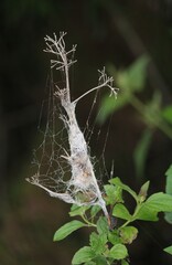 Spider web in plant