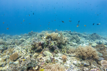 Naklejka na ściany i meble フィリピン、セブ島の近くのカランガマン島のダイビングの風景 Diving scenery of Kalanggaman Island near Cebu, Philippines. 