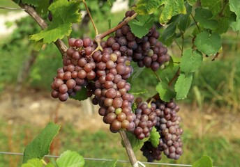 Ripening pinot gris grape, brown pinkish variety, hanging on vine in the end of summer