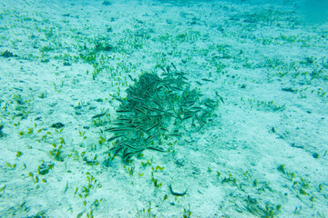 フィリピン、セブ島の近くのカランガマン島のダイビングの風景  Diving scenery of Kalanggaman Island near Cebu, Philippines. 