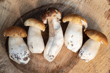 Autumn porcini mushrooms. Popular porcini mushrooms on a wooden table