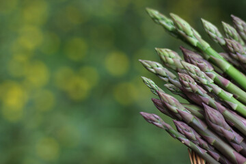 Fresh Organic Asparagus Picked From Home Garden