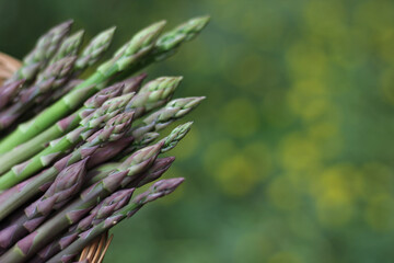 Fresh Organic Asparagus Picked From Home Garden