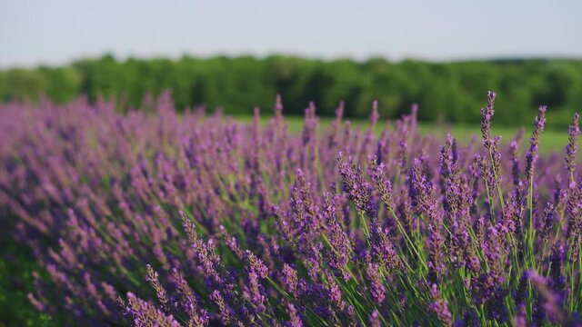 Beautiful rows of purple lavender flower on a field on a sunny day at summer