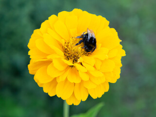 bumblebee collects pollen from a beautiful yellow flower