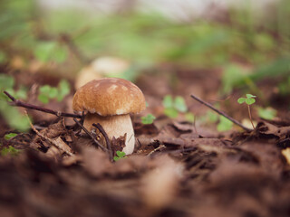 Mushroom white mushroom. Popular white boletus mushrooms in the forest.