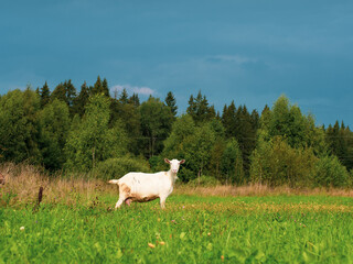 a white goat stands in a field and looks at the camera