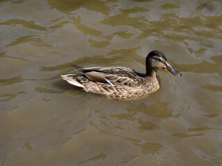 wild duck swims near the shore close-up