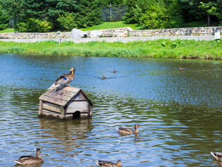 wild duck swims near the shore close-up