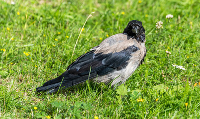 Black Headed Crow on Green Grass in Summer