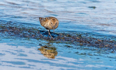 Dunlin Birds at the Seaside Hunting for Food