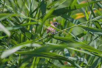 Moustached Warbler, (Acrocephalus melanopogon) perched on reed.