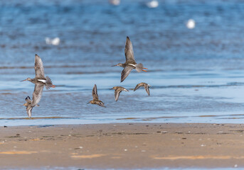 Dunlin Birds at the Seaside Hunting for Food