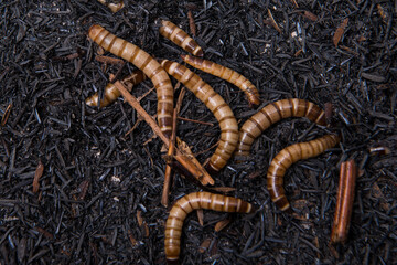 Close up view of worms