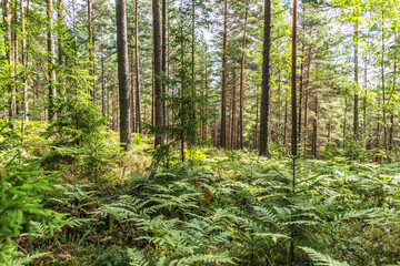 Green Lush Forest in Summer in Northern Europe
