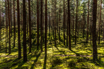 Green Lush Forest in Summer in Northern Europe
