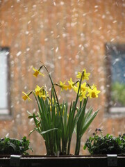 Narzissen im Schneegestöber